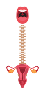 boca-columna-vagina