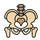 icono pelvis